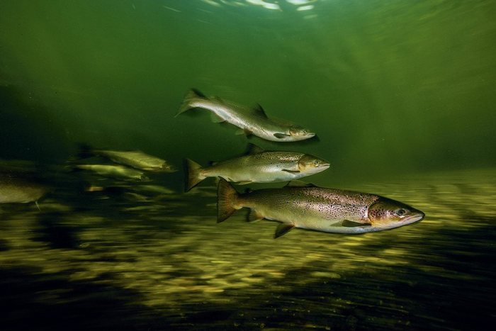 ВНИРО: Амур может нарастить вылов пресноводных рыб в 5 раз