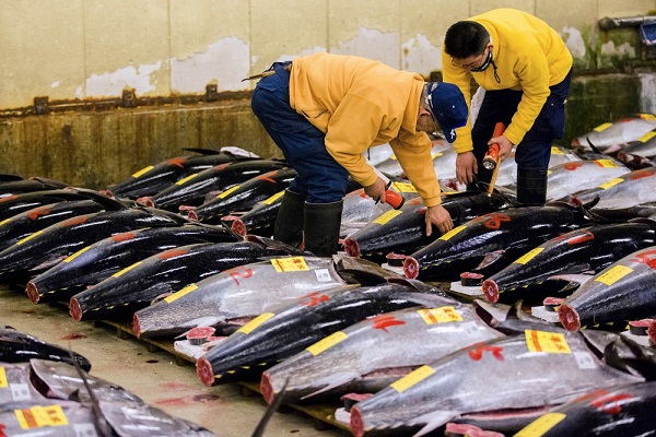 Продажи пангасиуса и тунца из Вьетнама в Россию приостановлены