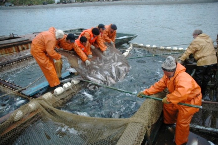 В рыбной промышленности РФ изменятся ставки за вылов рыбы