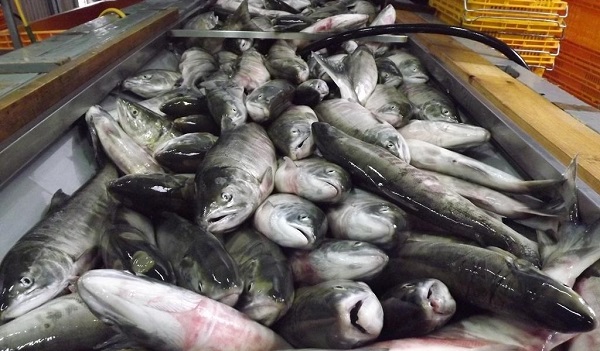 Хабаровские рыбопромышленники выступают против новых правил аренды рыбных участков