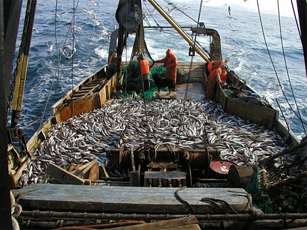 Координационный совет рыбохозяйственных ассоциаций Дальнего Востока продолжает работать над проблемой перезакрепления промысловых участков