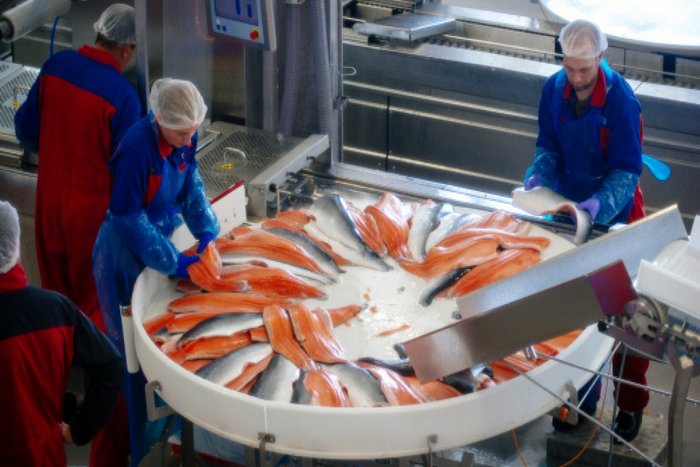 Новые методы измерения жирных кислот в филе лосося