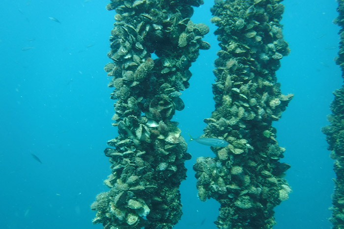 Главные риски для выращивания мидий и моллюсков в условиях изменения климата 