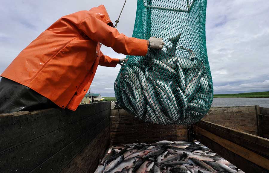 Рыболовы будут доставлять улов до  торговых сетей после обработки на судне