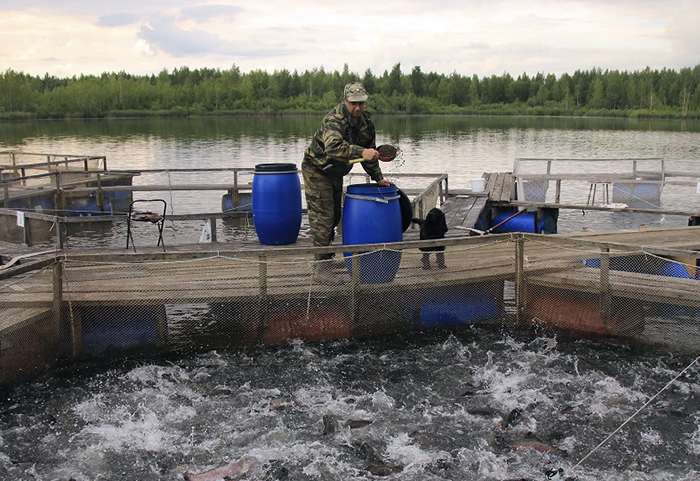 В России утверждены правила маркирования рыбы в аквакультуре