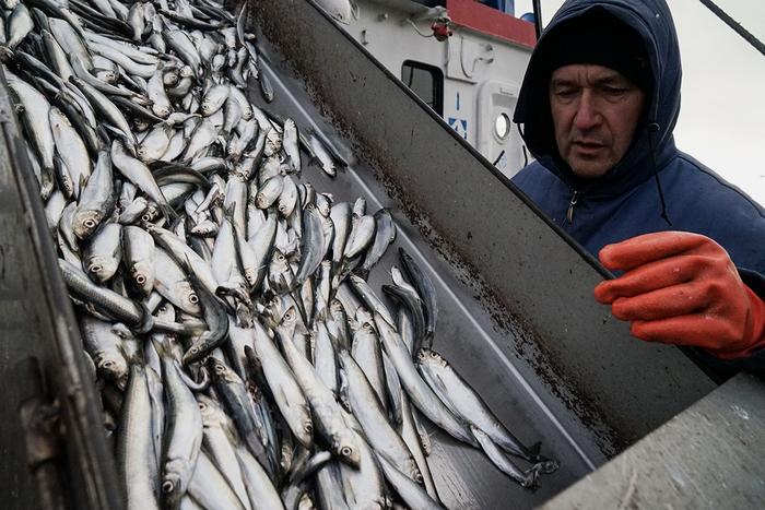 В России могут адаптировать правила промышленного рыболовства под траловый лов кильки
