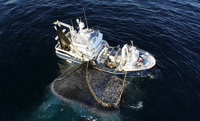 Орудия промышленного и прибрежного рыболовства: кошельковые невода