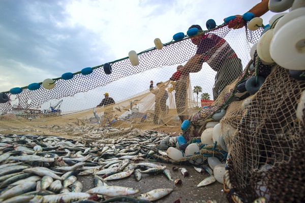 Орудия промышленного и прибрежного рыболовства: закидные невода