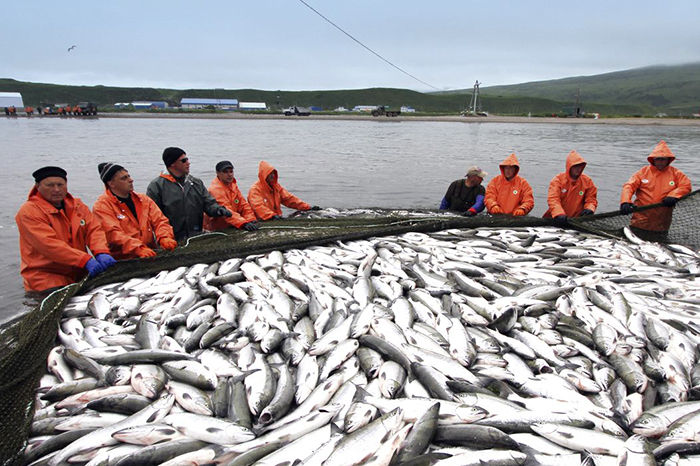 Росрыболовство предлагает изменить регулирование промысла лососей