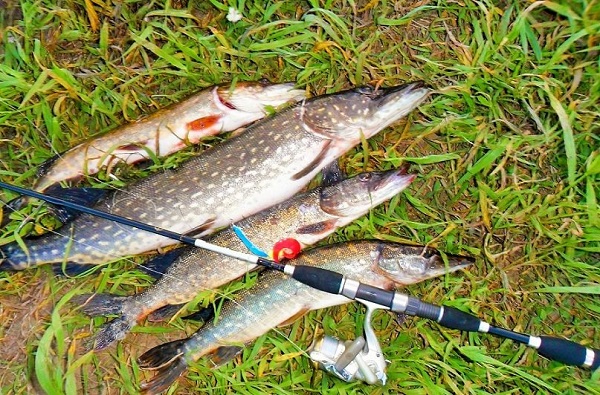 Рыбалка на озере: как особенности водоёма помогают рыбаку