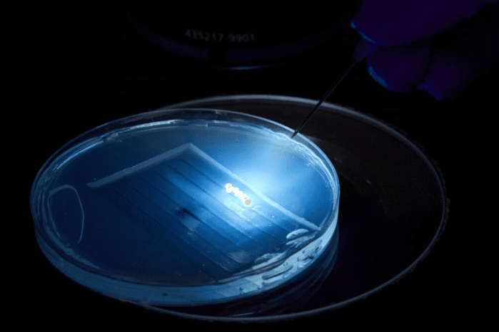 CRISPR-Cas3 — редактирование генома вместо антибиотиков для аквакультуры