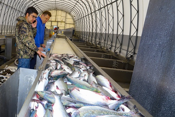 Логистический кластер по переработке и хранению рыбы появится в Приморском крае к 2022 году