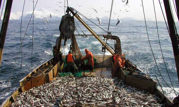 Росрыболовство представило новые алгоритмы расчёта квот вылова рыбы