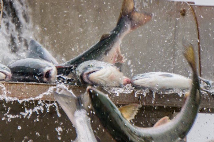 Сокращение импорта рыбы: аналитика и прогнозы  