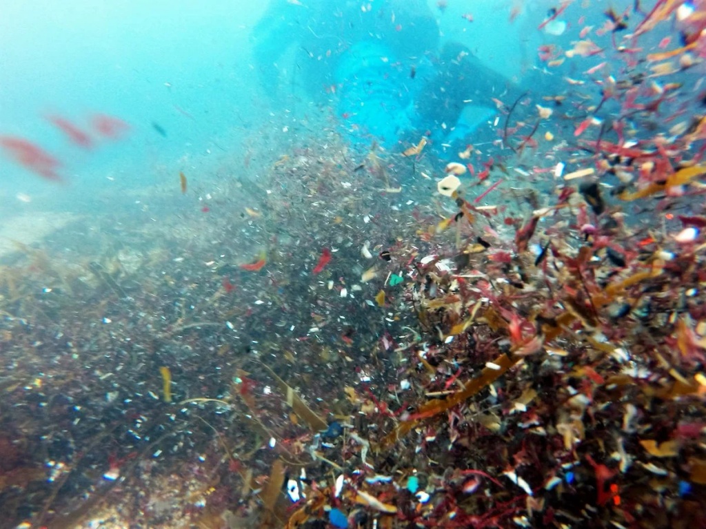 Самый высокий уровень содержания микропластика среди морепродуктов выявлен в моллюсках