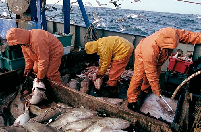 Великобритания борется с рабочей иммиграцией в промышленном рыболовстве