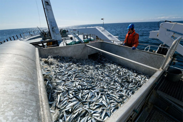 В России повышен сбор за вылов рыбы и морепродуктов