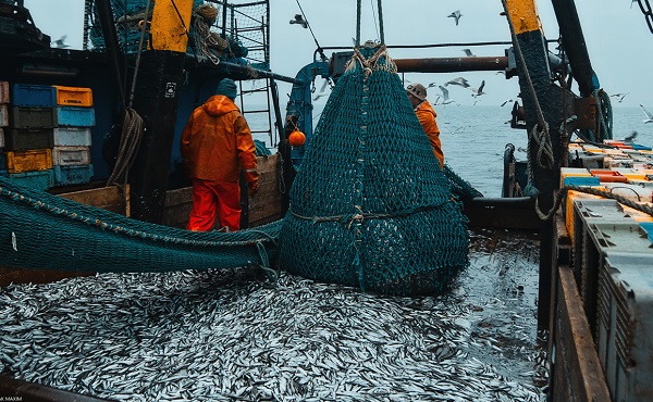 Орудия промышленного рыболовства: тралы