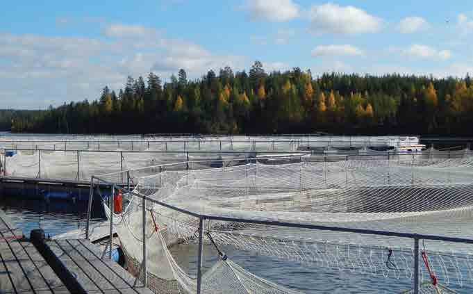 Больше рыбы: в Ленинградской области исследуют новые участки для акваферм
