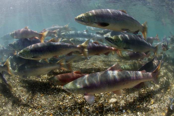 Водоемы с ценными видами рыб станут заповедными зонами