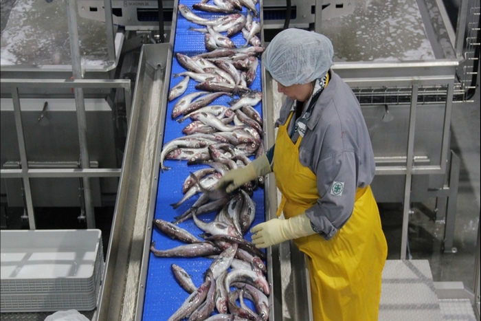 В российской рыбопереработке выросла доля импортного сырья