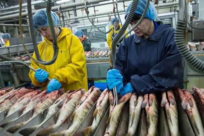 В Ленобласти будет построено крупнейшее рыбоперерабатывающее предприятие