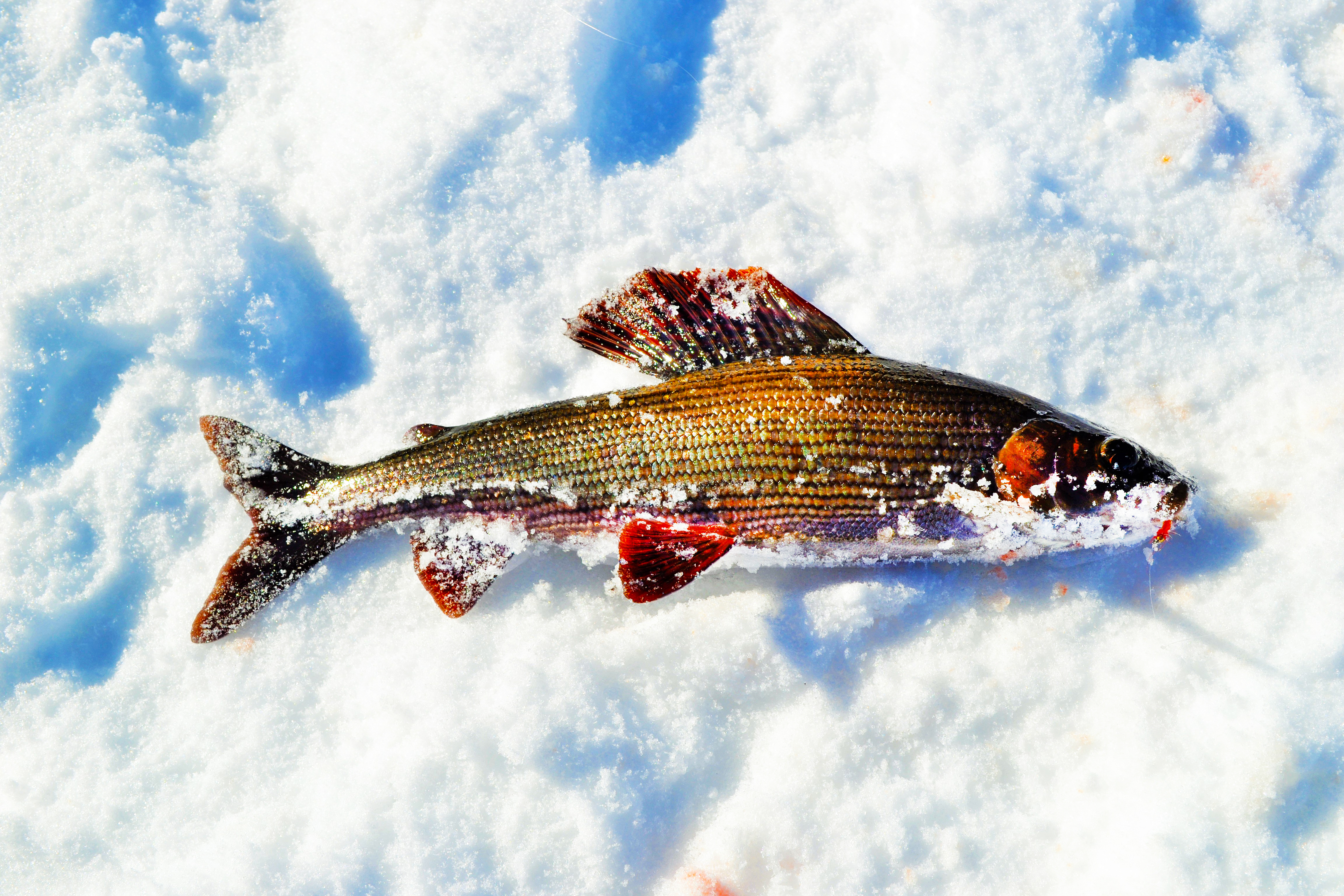 Зимняя рыбалка в Карелии на Сегозере. Как поймать хариуса?