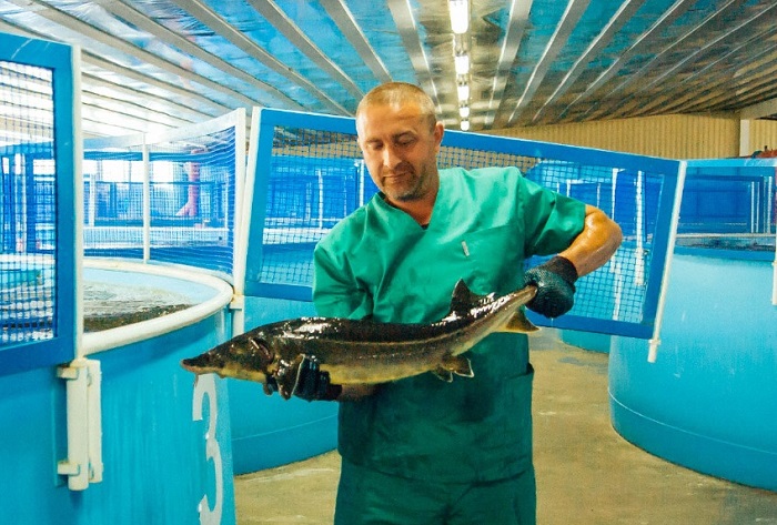 карелия-рыбовод-аквакультура.jpg