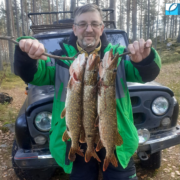 живец на жерлицу щука
