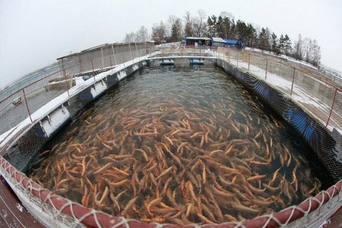 Разведение рыбы пробиотики.jpg