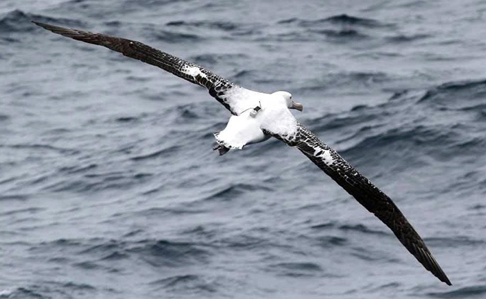 albatros.jpg