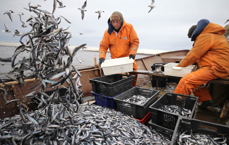 Объем экспорта продукции рыбного промысла из Приморья в 2020 году составил 1,5 млн тонн.jpg