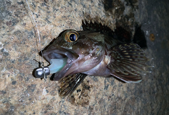 Light game fishing-4.jpg