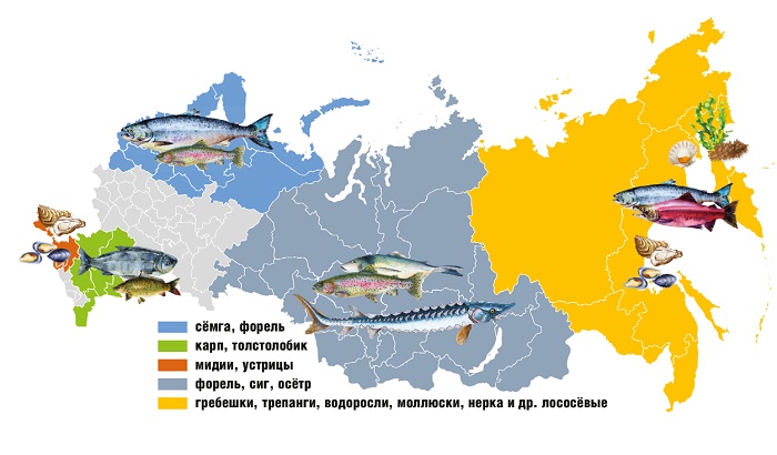 российская-аквакультура-привлекает-инвесторов.jpg