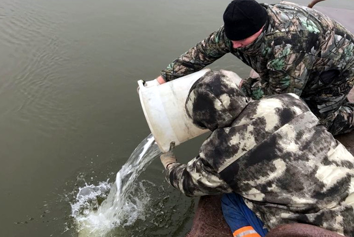 Каспийский филиал ФГБУ «Главрыбвод» выпустил молодь белорыбицы в водоток реки Волга.jpg