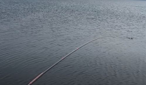 Маховые 6.jpg