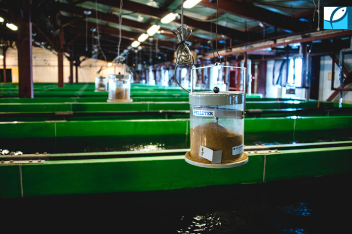 рыбная мука исследование