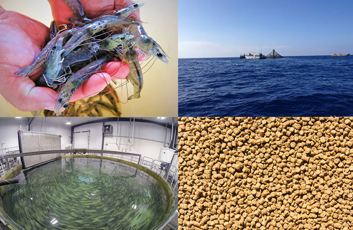 Aquaculture_foursquares_Rabobank-960x640.jpg