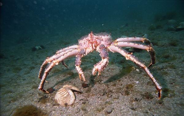Краб камчатский.jpg