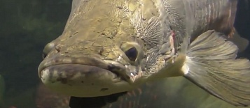 Стартап аквафермы по разведению арапаймы в Тульской области