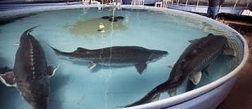 Проект УЗВ для выращивания 5-6 тонн осетровых в год