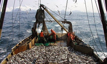 Рыбы охотского моря