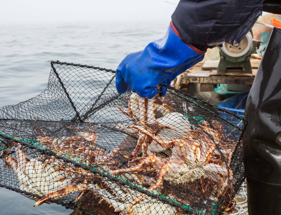 Перчатки ПВХ: как защитить руки рыболову и рыбоводу?