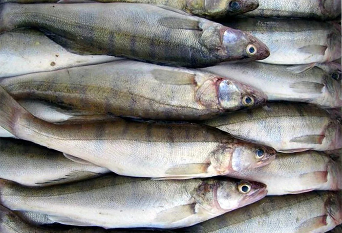 Рыболовам предложат квоты для вылова сига и судака на Ладожском и Онежском озерах  