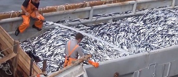 Группа компаний ДОБРОФЛОТ - крупнейший рыбопромышленный холдинг Дальнего Востока