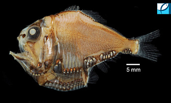 Новые горизонты в производстве рыбных кормов и фармацевтике Новые горизонты в производстве рыбных кормов и фармацевтике
